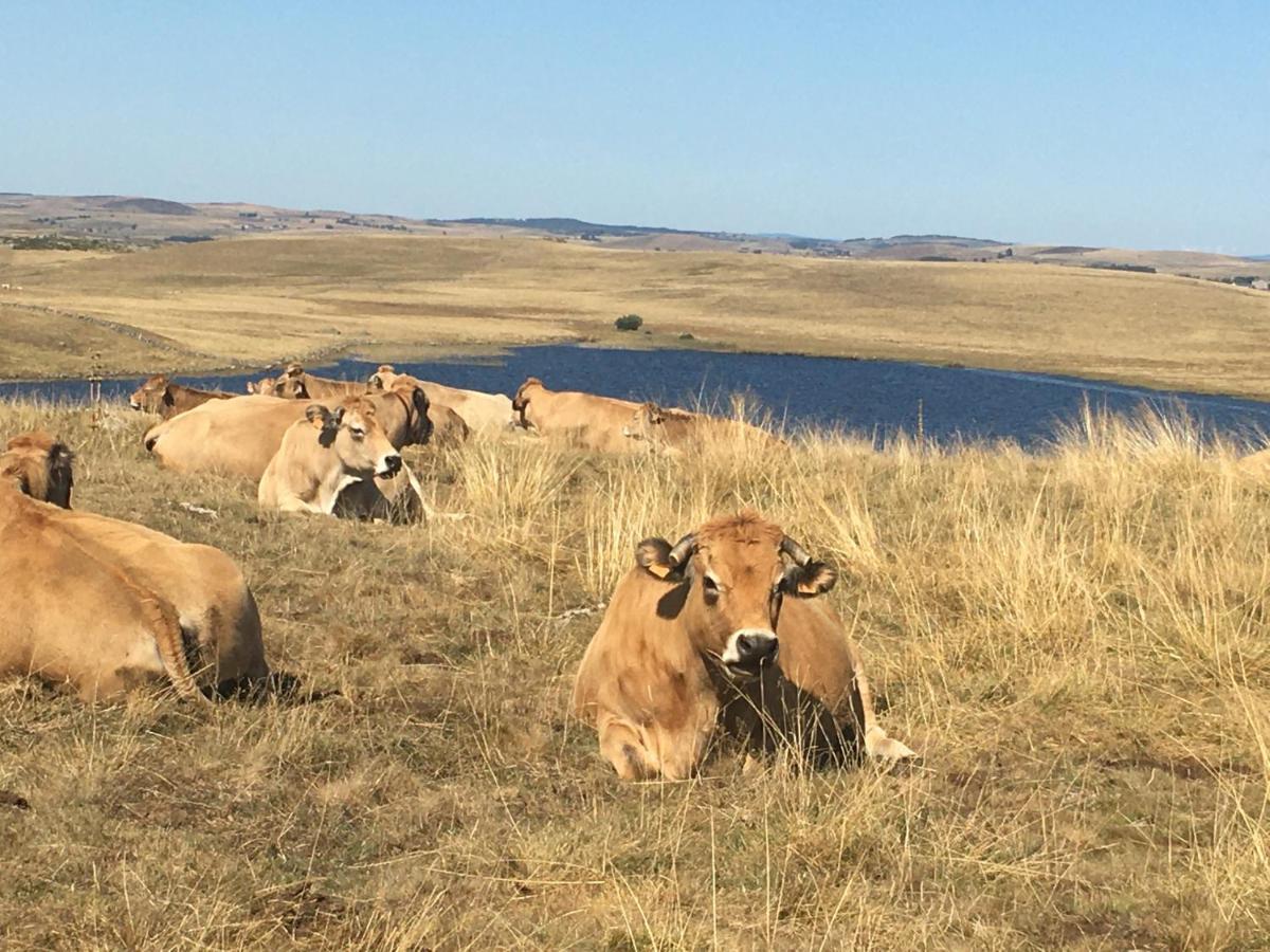 Aux Portes D'Aubrac Studio 2 Personnes Bed & Breakfast Condom-d'Aubrac Luaran gambar